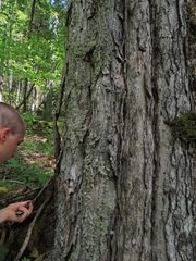 Ramalina labiosorediata