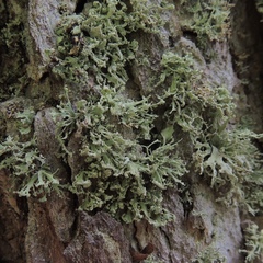 Ramalina labiosorediata
