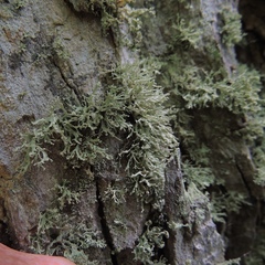 Ramalina labiosorediata