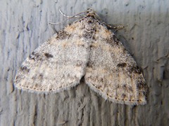 Lobophora nivigerata