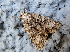 Acronicta fragilis