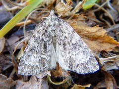 Acronicta fragilis