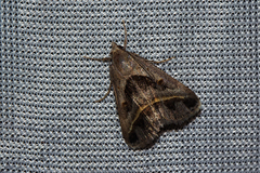 Acantholipes trimeni