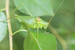 Isophya pyrenaea
