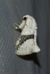 Afraltha chionostola