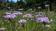 Allium unifolium