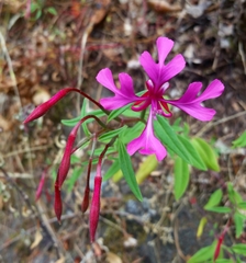 Clarkia concinna