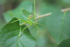 Isophya pyrenaea