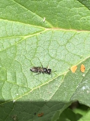 Pemphredonina