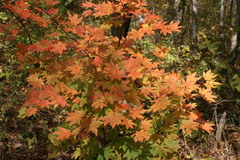 Acer pseudosieboldianum