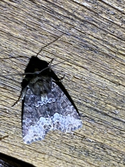 Lacinipolia olivacea