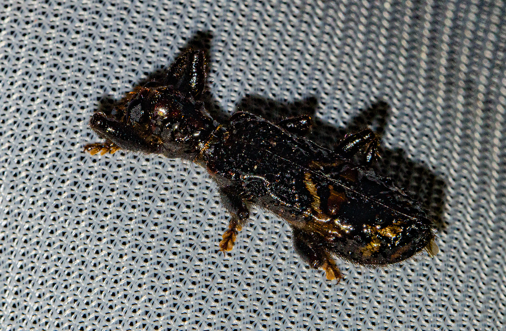 Erymanthus pustulosus