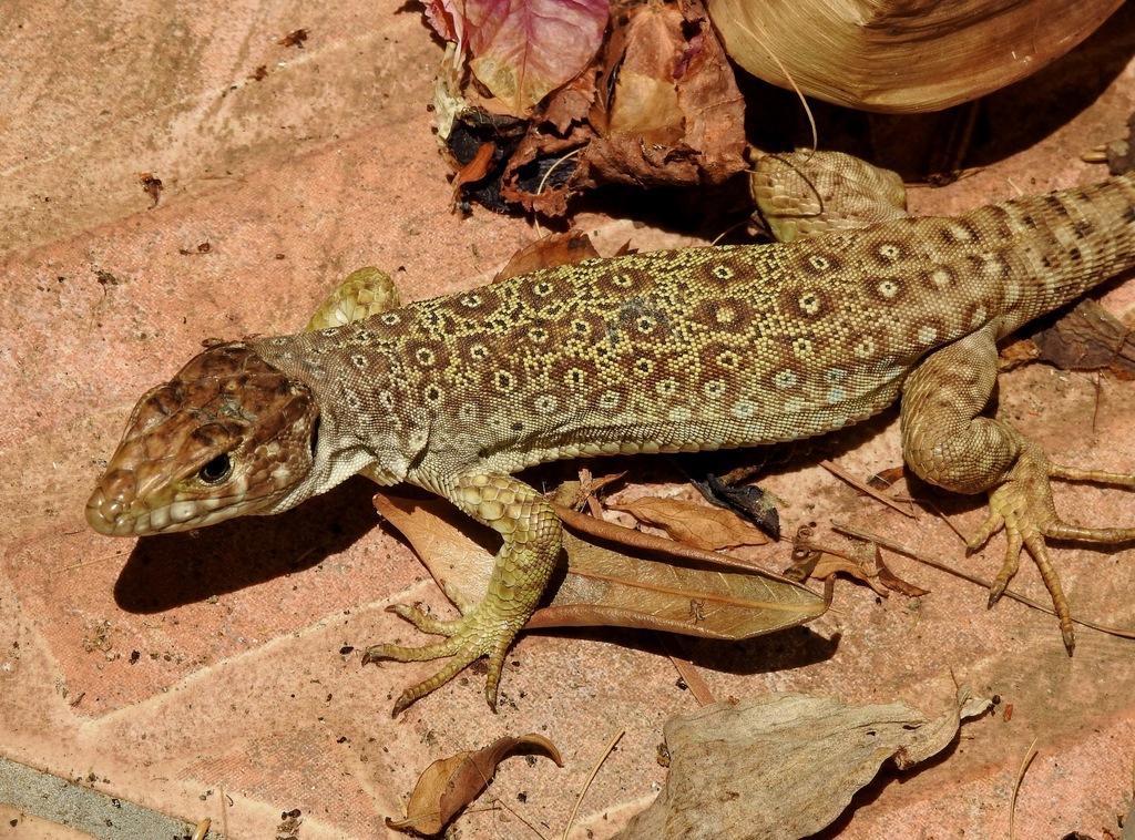 Sierra Nevada Lizard