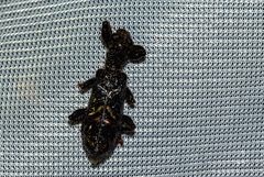 Erymanthus pustulosus