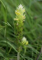 Melampyrum argyrocomum