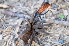 Aphonopelma anax