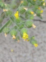 Mimetanthe pilosa