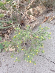Mimetanthe pilosa