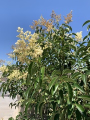 Ligustrum lucidum