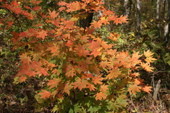 Acer pseudosieboldianum
