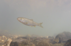 Pseudochondrostoma polylepis