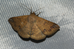 Ericeia inangulata