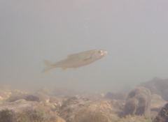 Pseudochondrostoma polylepis