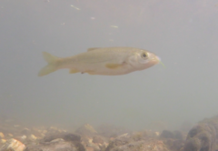 Pseudochondrostoma polylepis