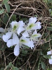 Capparis spinosa herbacea