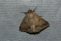 Ericeia inangulata