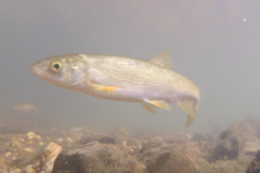 Pseudochondrostoma polylepis