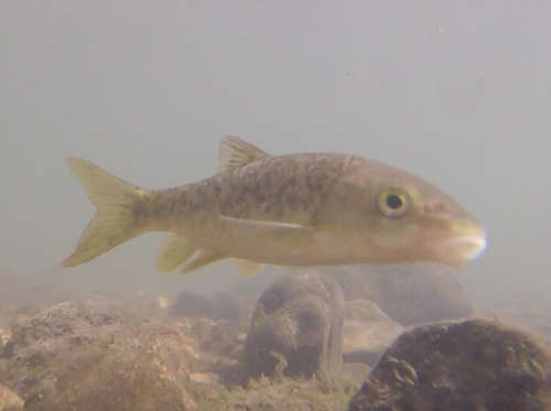 Iberian Barbel