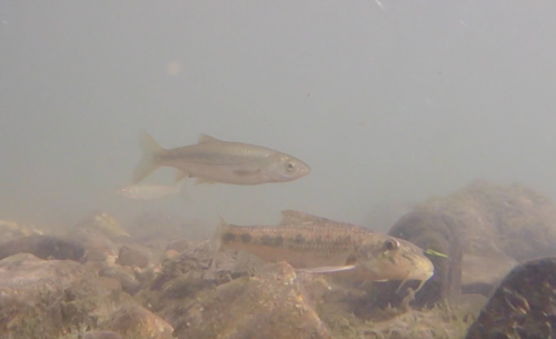 Pyrenean Gudgeon