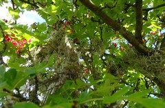 Usnea articulata