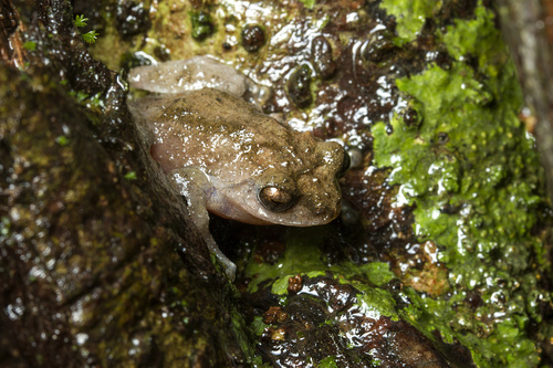 Bombay Bubble-nest Frog, Raorchestes bombayensis