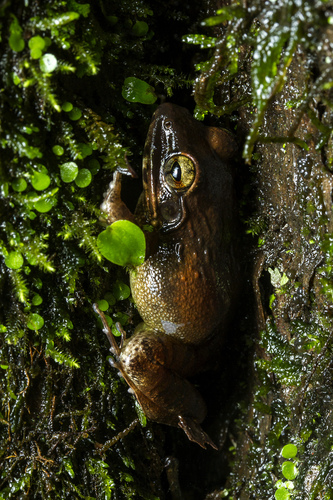 Amboli Leaping Frog, Indirana chiravasi