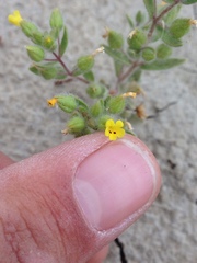 Mimetanthe pilosa