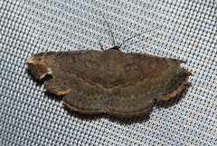 Maxera