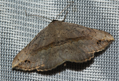 Maxera