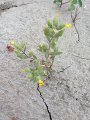 Mimetanthe pilosa