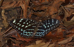 Lexias pardalis dirteana