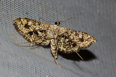 Nausinoe geometralis