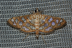 Nausinoe