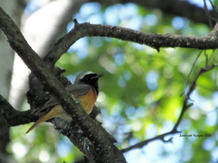 Phoenicurus phoenicurus