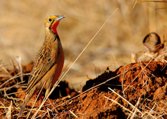 Macronyx capensis colletti