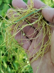 Cuscuta europaea