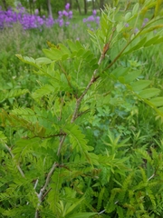 Gleditsia triacanthos inermis