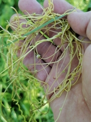 Cuscuta europaea