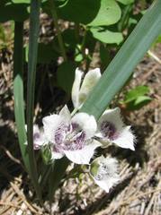 Calochortus elegans