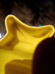 Atyaephyra desmarestii